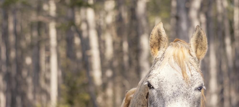 Horses Remember More Than You Think
