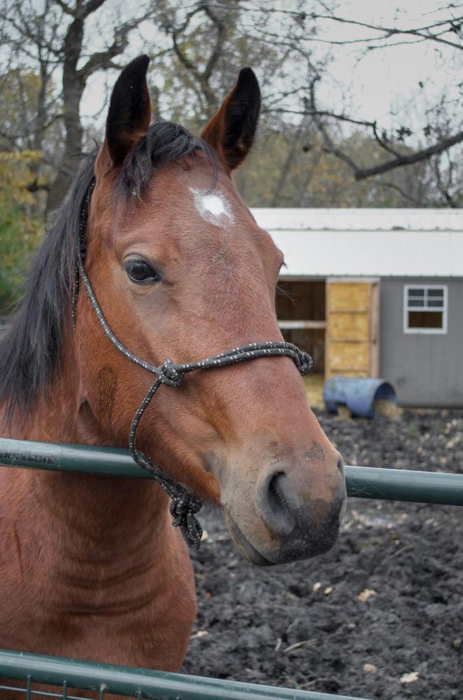 Horses Can't Breathe Through Their Mouths