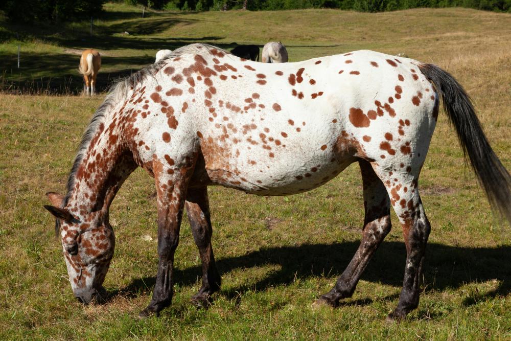 No Two Horse Coats Are Truly Identical
