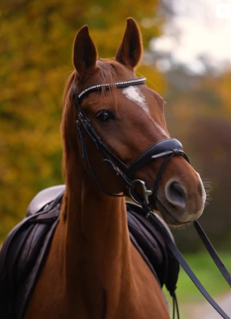 Brown horse wearing a Cavaletti Collection bridle and saddle in an outdoor autumn setting. Photo credit from vcresch