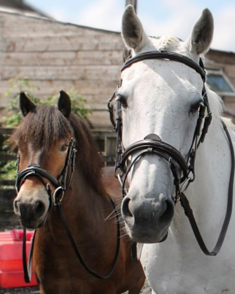 Brown horse and white horse standing side by side wearing bridles in an outdoor stable setting.