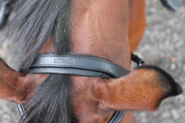 Cavaletti Collection Discovery Flash Bridle