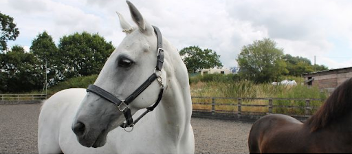 cavaletti-collection-white-horse-bridle-outdoor-paddock White horse wearing a black bridle standing in an outdoor paddock with fencing and trees featured in the Cavaletti Collection
