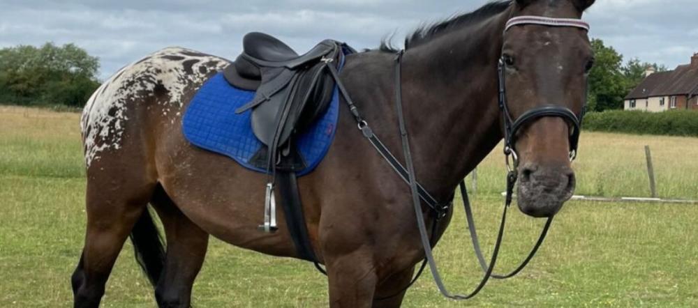 cavaletti-collection-appaloosa-horse-breastplate-martingale-setup Brown horse with a spotted hindquarter wearing a saddle bridle and tack standing in a grassy field featured in the Cavaletti Collection