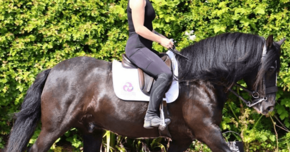 Rider on a black horse wearing a Cavaletti Collection saddle pad, saddle sitting visibly off the horse's back