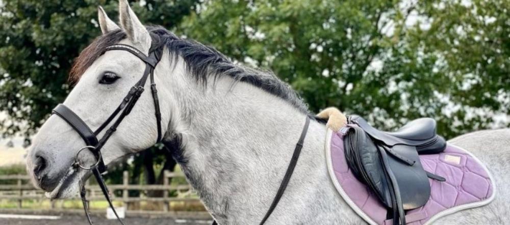 cavaletti-collection-grey-horse-bridle-saddle-pulls-back-headcollar Grey horse wearing a black bridle and saddle standing in an outdoor arena with trees featured in the Cavaletti Collection for an article about headcollars for horses who pull back