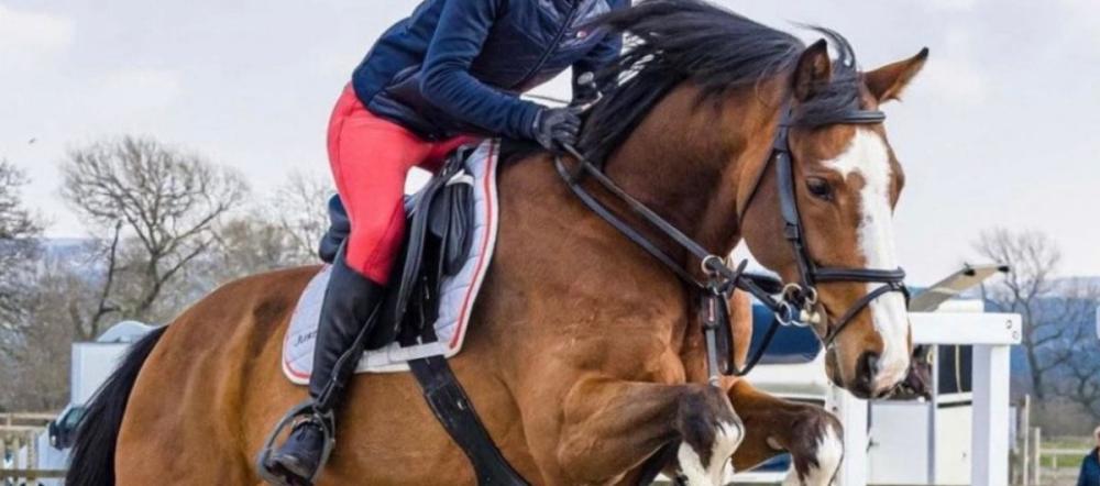 cavaletti-collection-horse-rider-jumping-leather-headcollar-safety Horse and rider jumping in an outdoor arena with trees and fencing featured in the Cavaletti Collection
