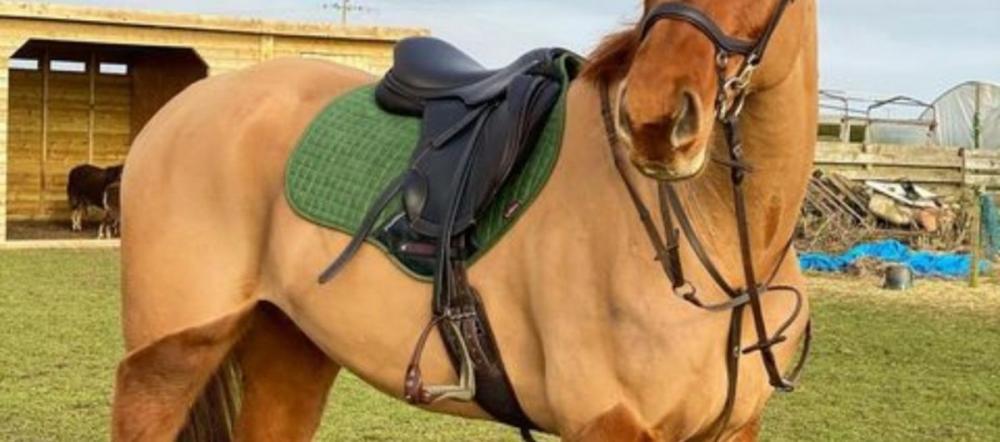 cavaletti-collection-light-brown-horse-tacked-up-martingale-article Light brown horse standing on grass with a saddle bridle and green saddle pad featured in the Cavaletti Collection