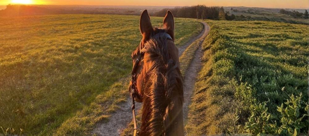View between a horse's ears wearing a leather bridle, hacking along a countryside path at sunset