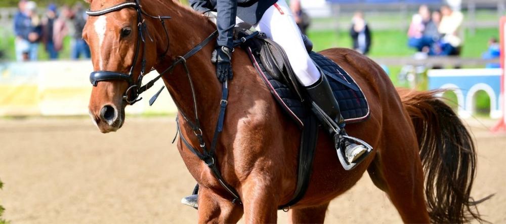 showjumping-rider-chestnut-horse-competition-arena.jpg Rider in navy jacket on a chestnut horse in a showjumping arena, stirrup and leather visible