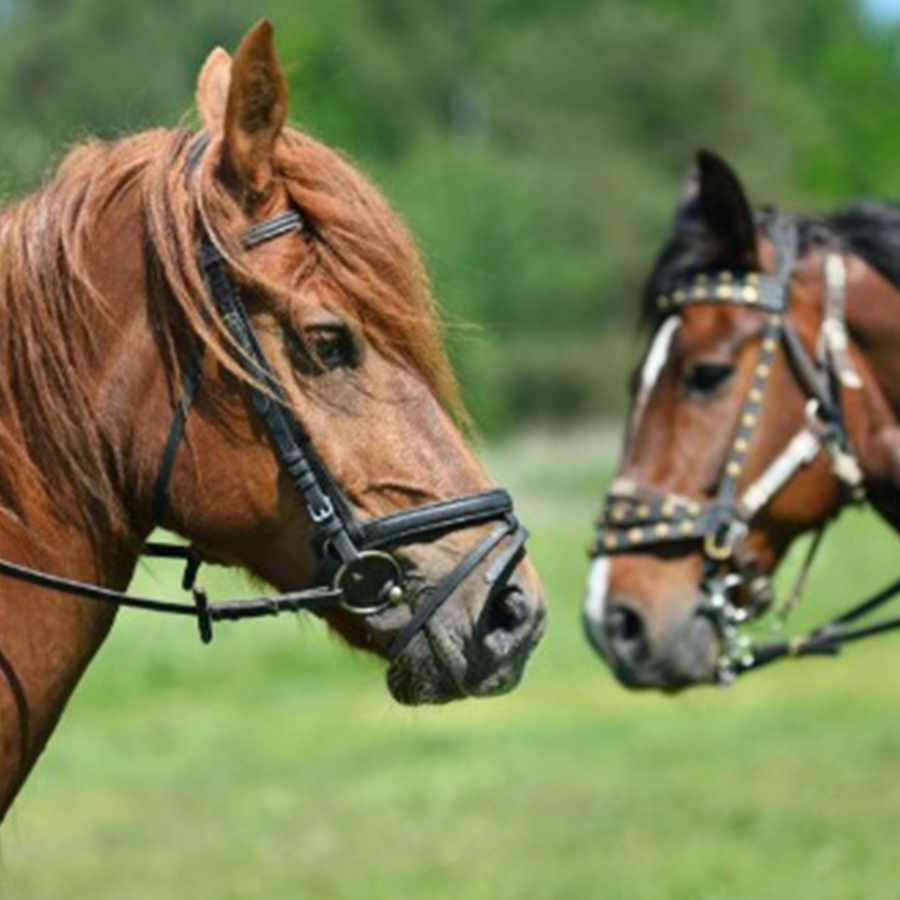 10 Ways To Keep Your Horse Happy