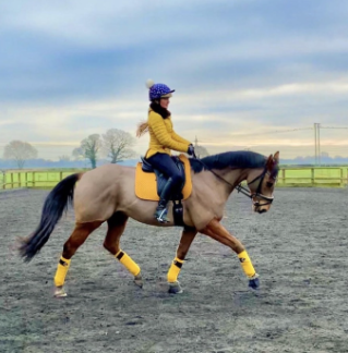 Riding horse in winter with cavaletti saddle