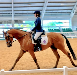 10 fun horse facts about horses