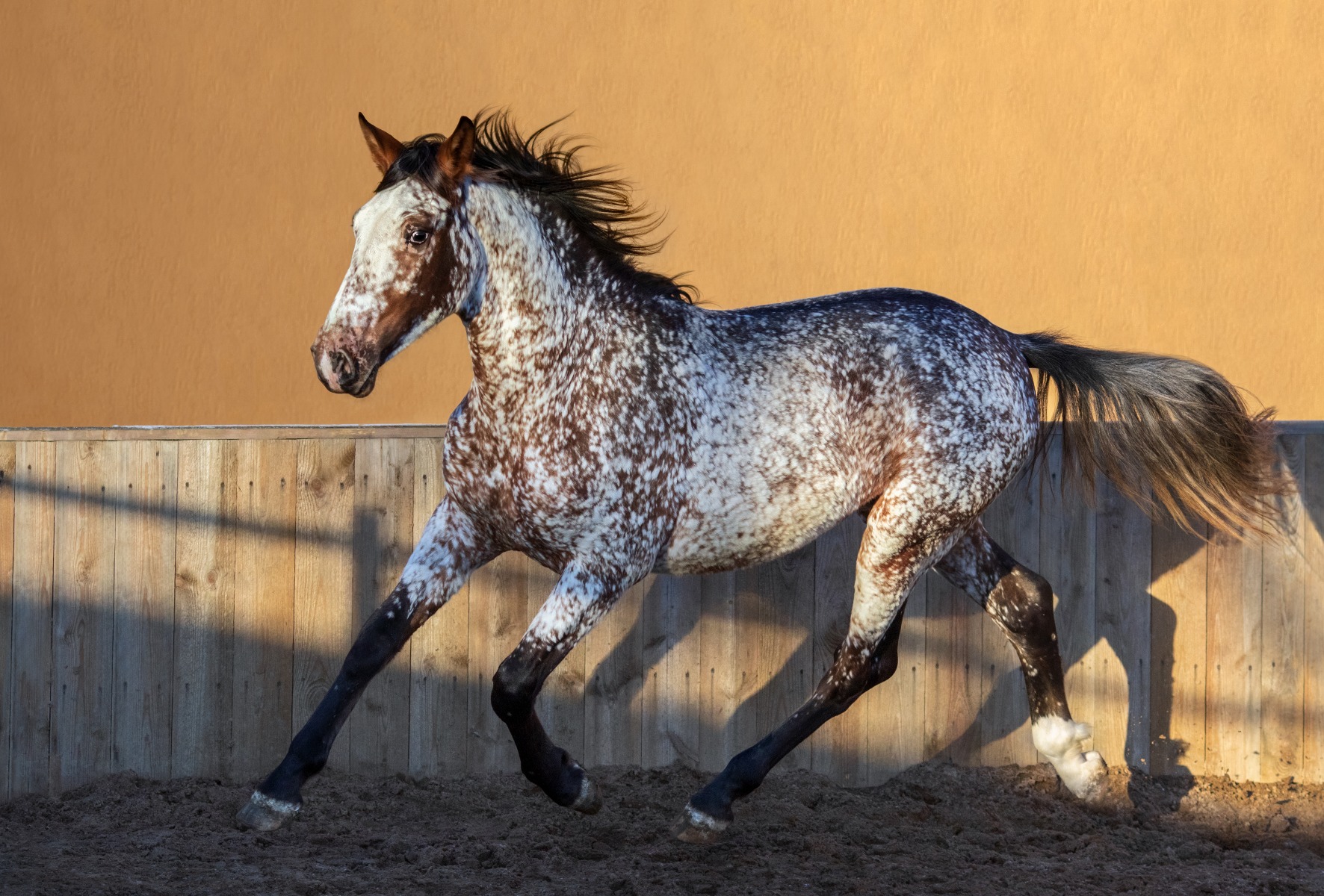 beautiful appaloosa horse