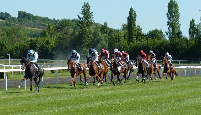 cheltenham races horses racing