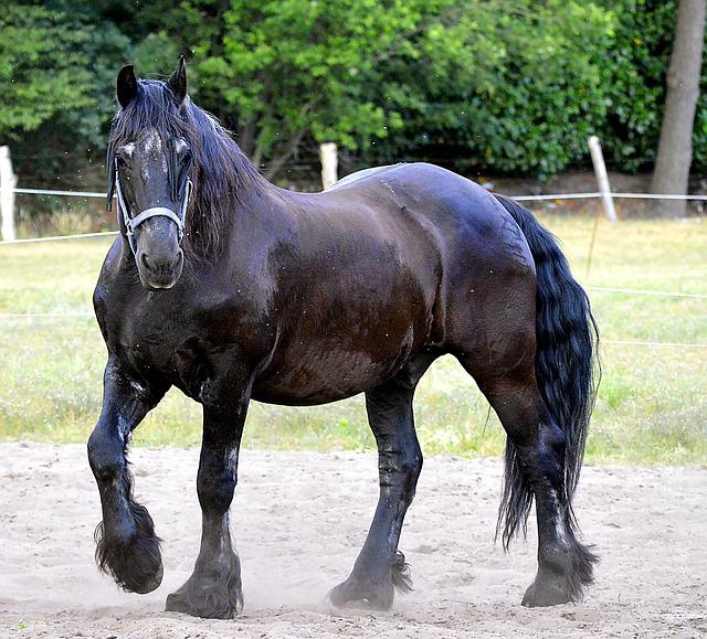 friesian black horse