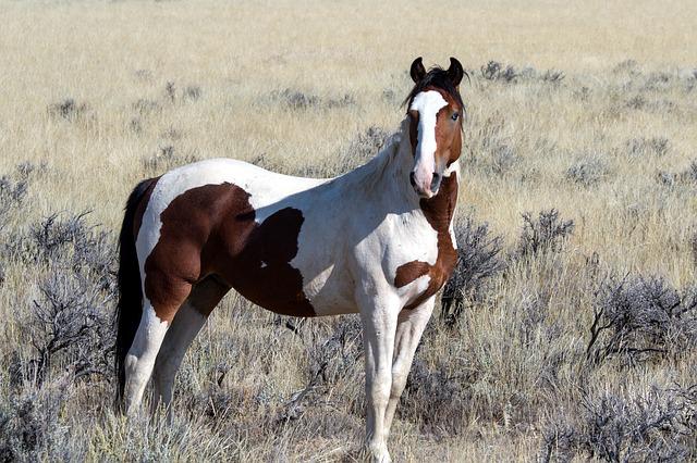 marwari horse with turned-in ears