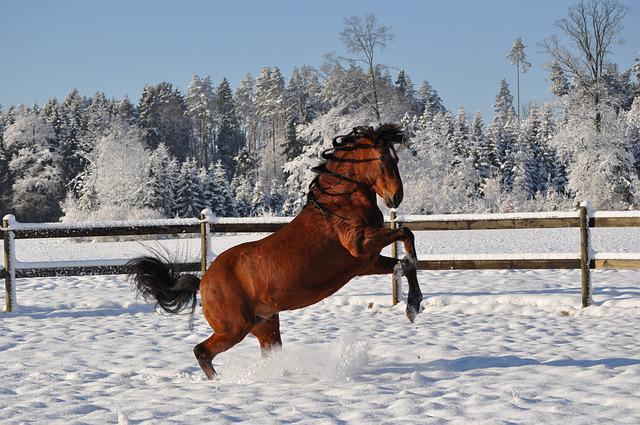 beautiful paso fino horse playing in the snow