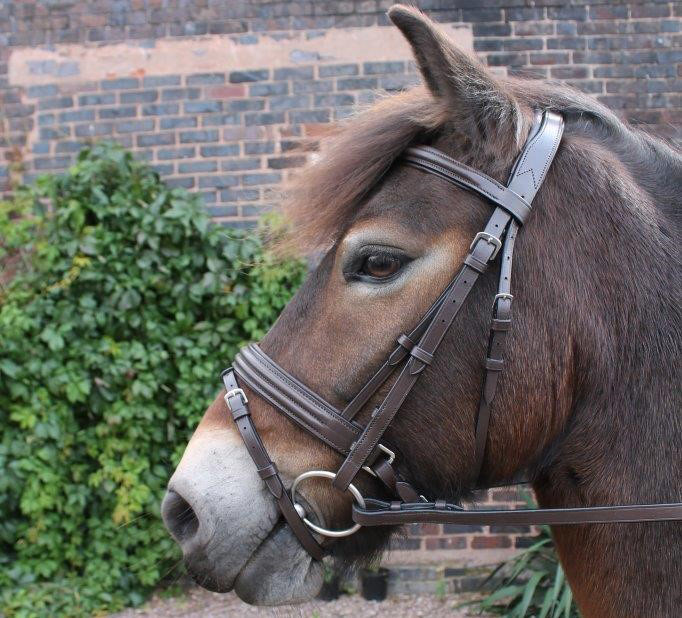 Cavaletti Collection Discovery Bridle Brown